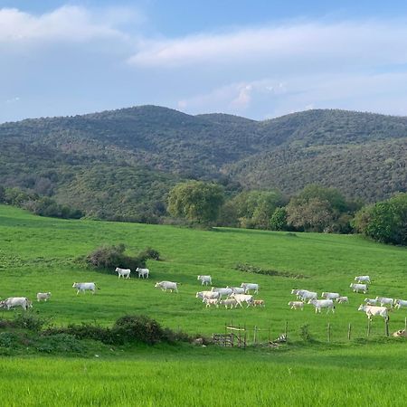 Fattoria Tolomei Campagnatico Bagian luar foto