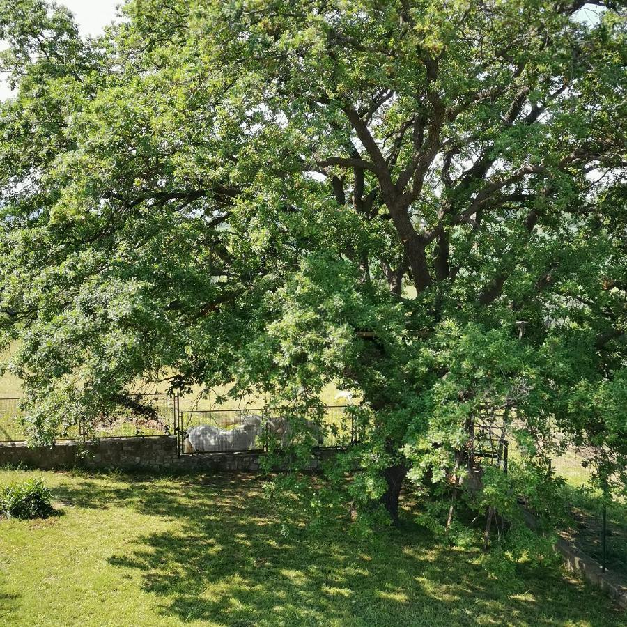 Fattoria Tolomei Campagnatico Bagian luar foto