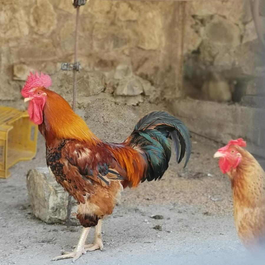 Fattoria Tolomei Campagnatico Bagian luar foto