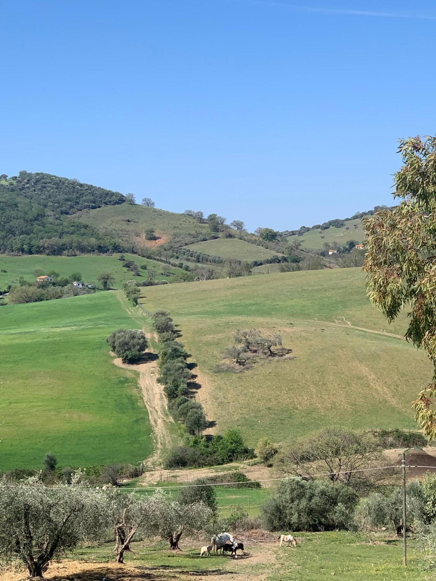 Fattoria Tolomei Campagnatico Bagian luar foto