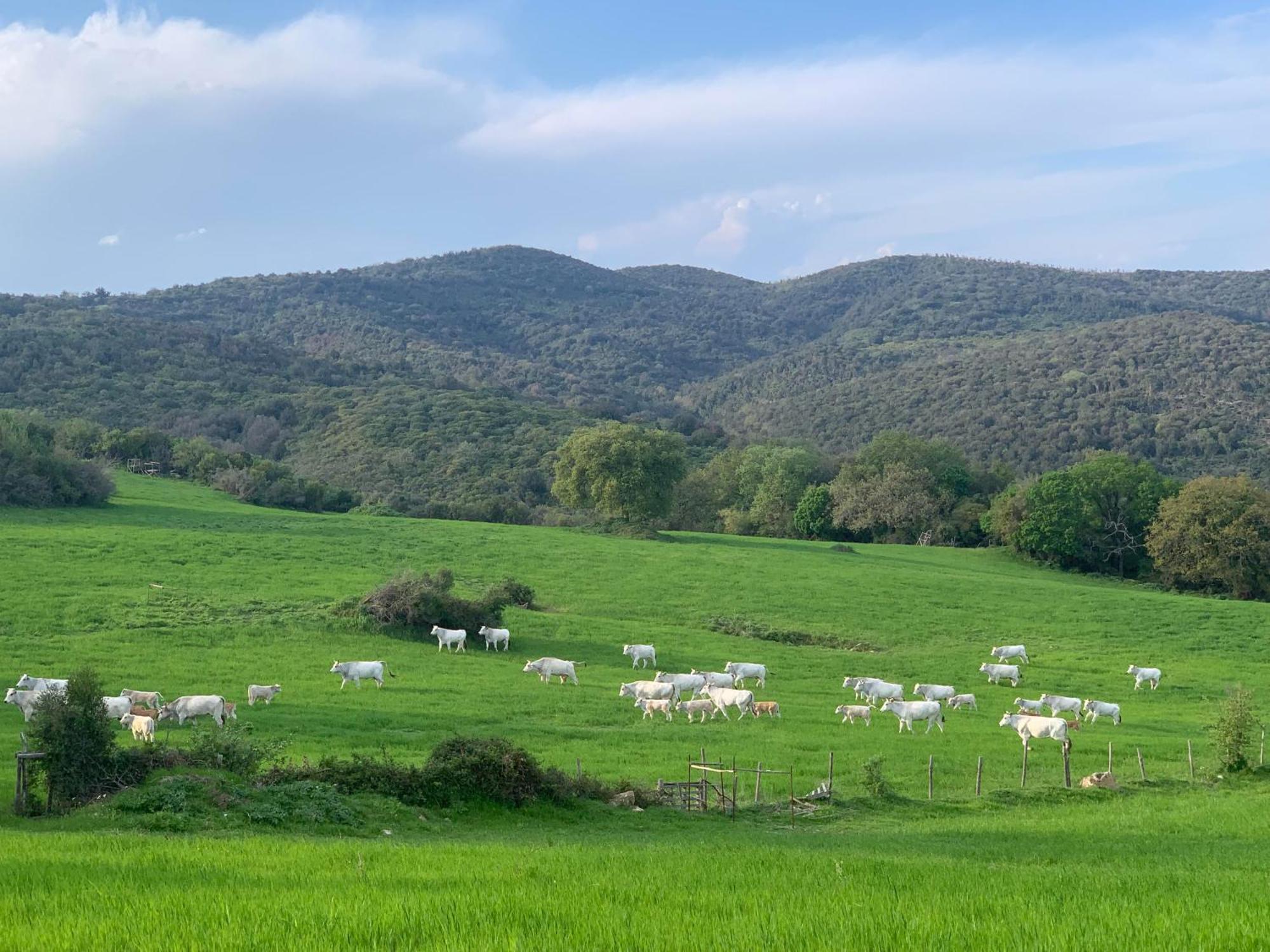 Fattoria Tolomei Campagnatico Bagian luar foto