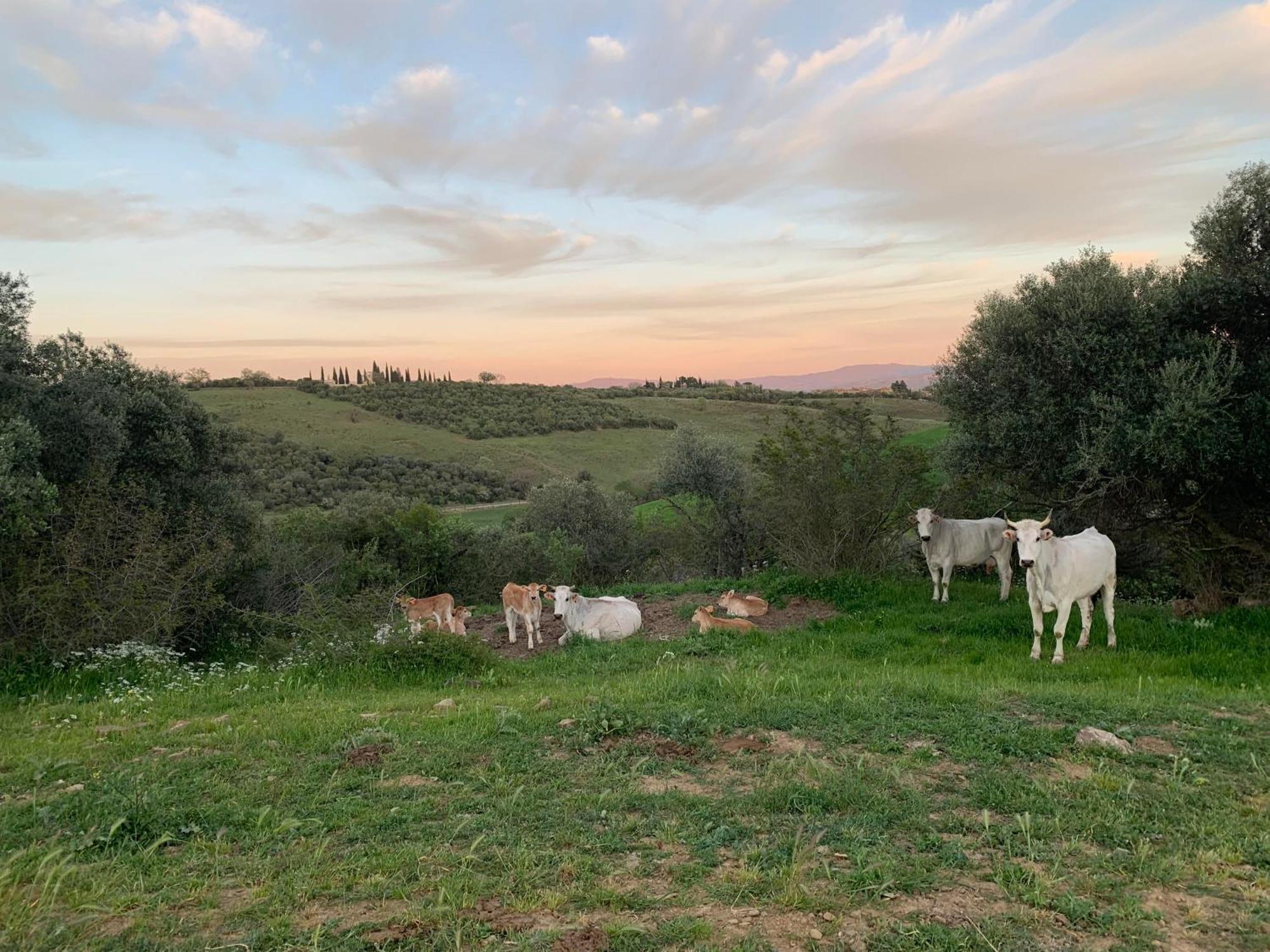 Fattoria Tolomei Campagnatico Bagian luar foto